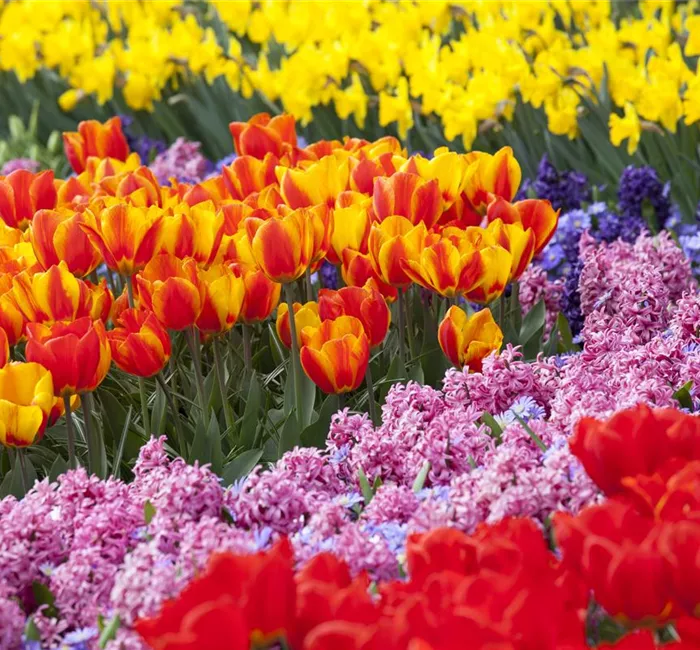 Blumenzwiebeln Blumenzwiebeln