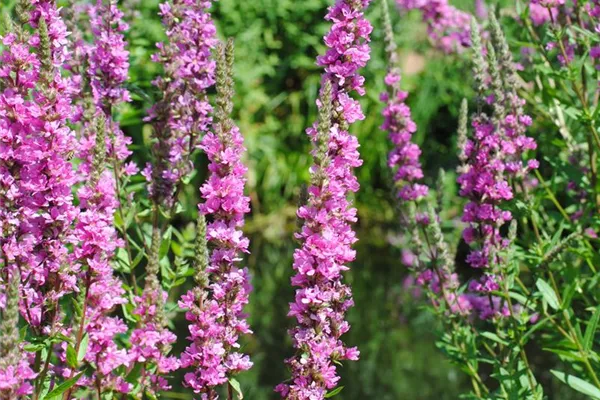 Garten-Blut-Weiderich 'Robert'