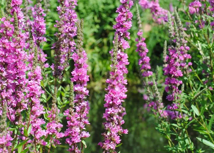 Lythrum salicaria 'Robert'