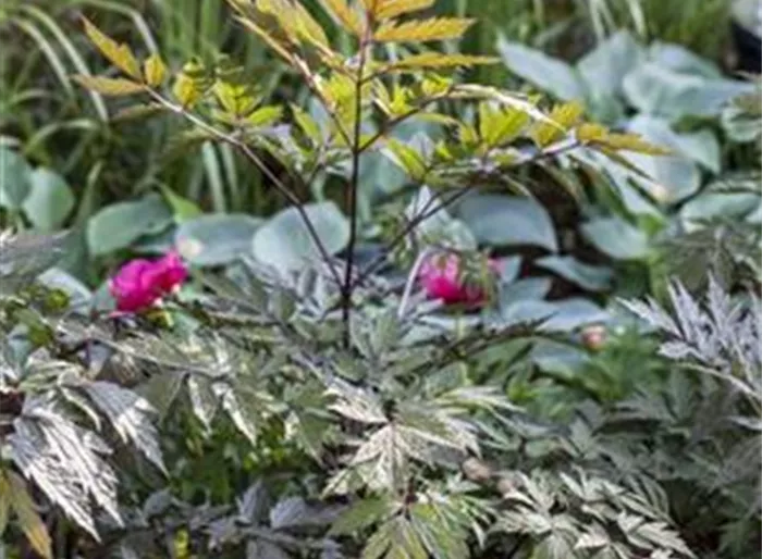 September-Silberkerze 'Pink Spike'