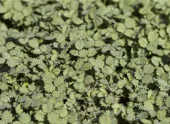 Blaugrünes Stachelnüsschen