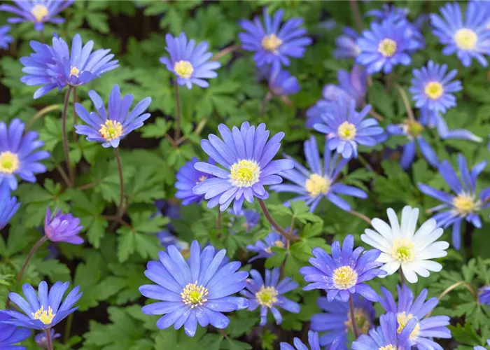 Anemone blanda 'Blue Shades' Anemone blanda 'Blue Shades'