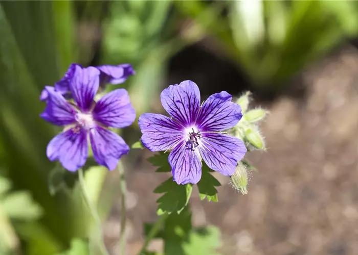 Geranium x magnificum