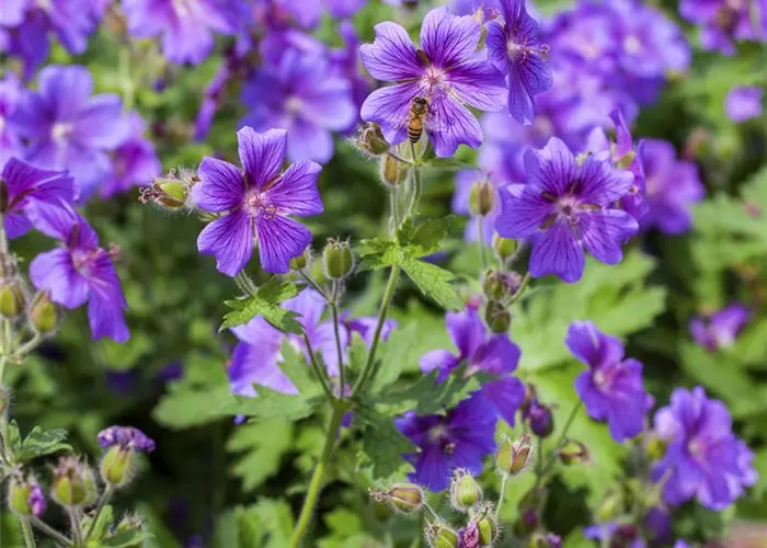 Geranium x magnificum