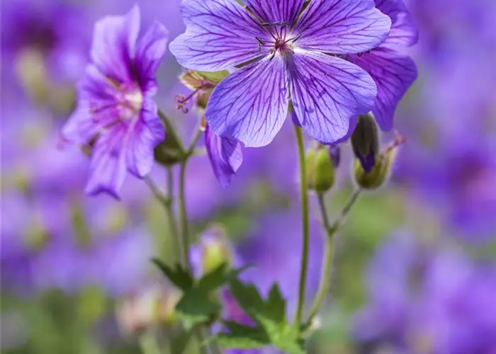 Geranium x magnificum