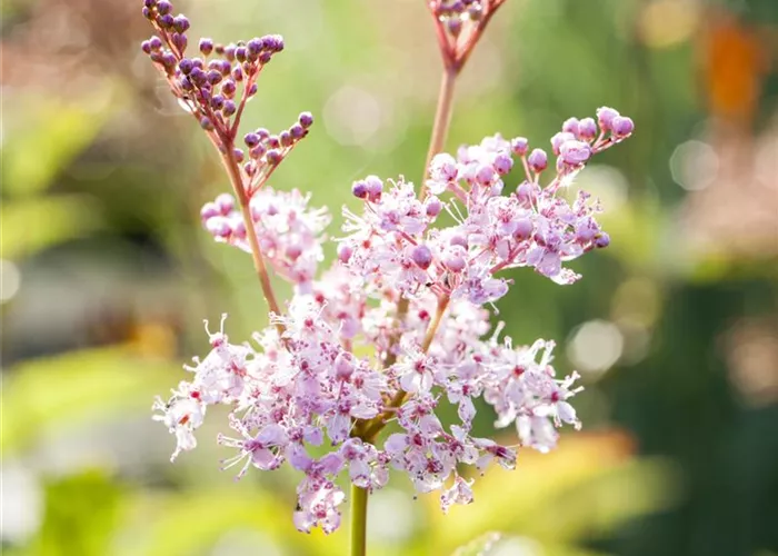 Filipendula rubra 'Venusta'