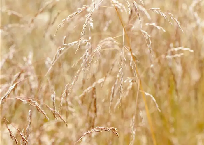 Deschampsia cespitosa 'Goldschleier'