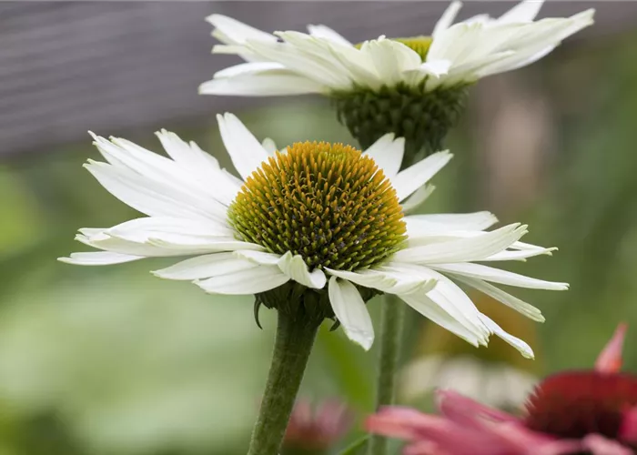 Echinacea purpurea 'Virgin' -R-