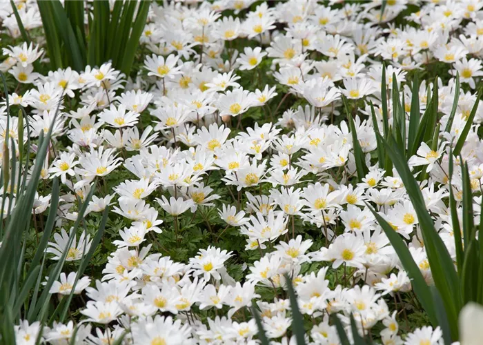 Anemone blanda 'White Splendour' Anemone blanda 'White Splendour'