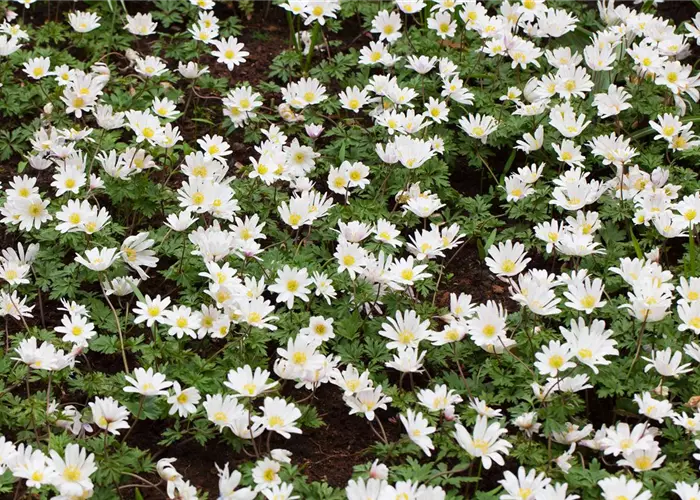 Anemone blanda 'White Splendour'