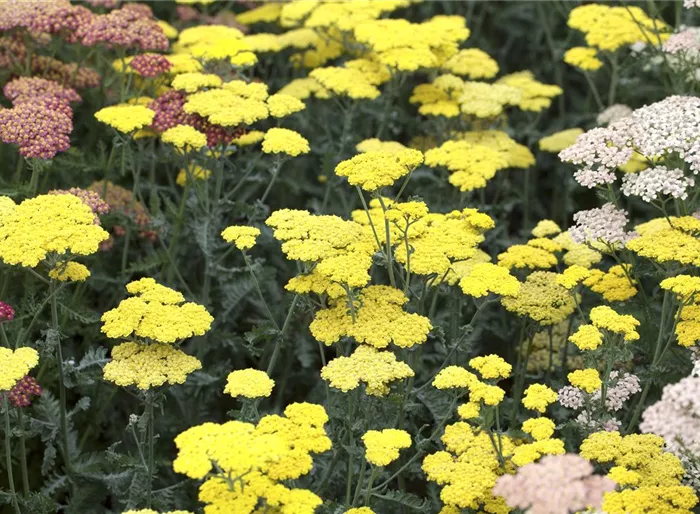 Garten-Goldquirl-Garbe 'Moonshine'