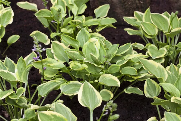 Kleine Gelbrand-Garten-Funkie 'Golden Tiara'