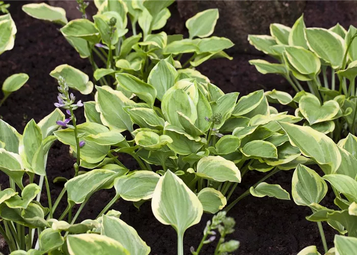 Hosta nakaiana 'Golden Tiara'
