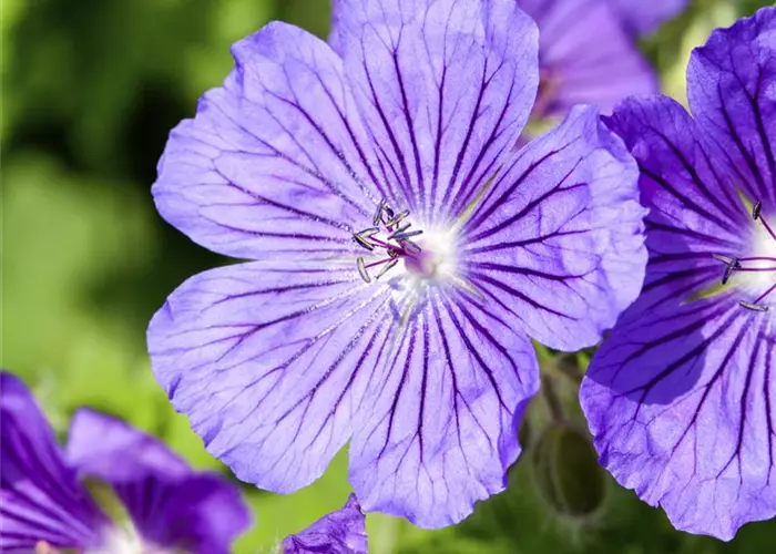 Geranium x magnificum 'Rosemoor'