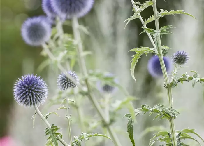 Echinops ritro