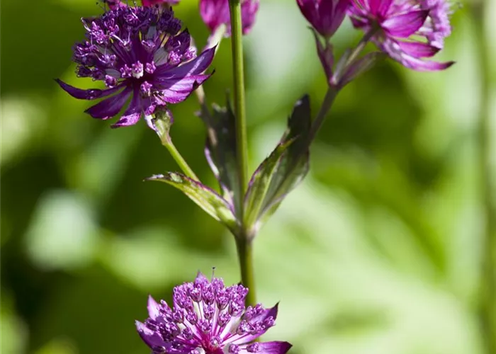 Astrantia major