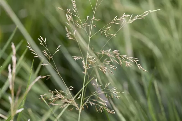 Garten-Schmiele 'Palava'