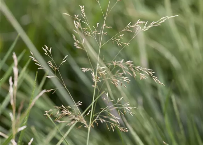Deschampsia cespitosa 'Palava'