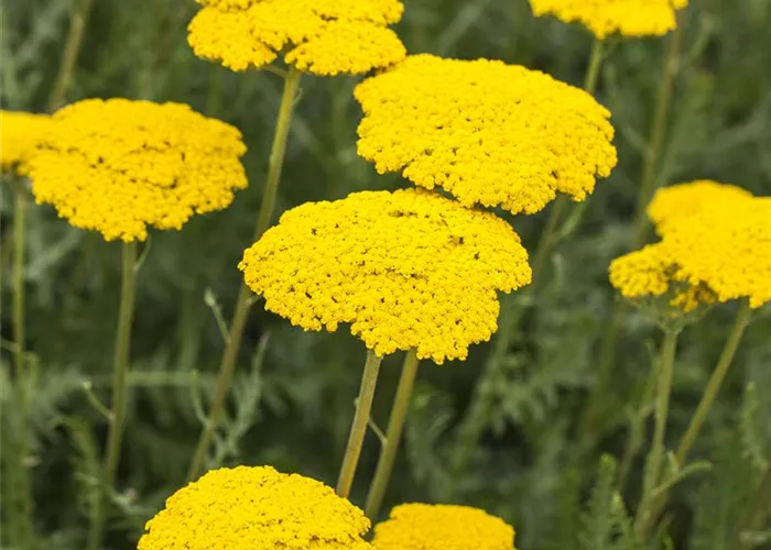 Achillea filipendulina 'Parker'