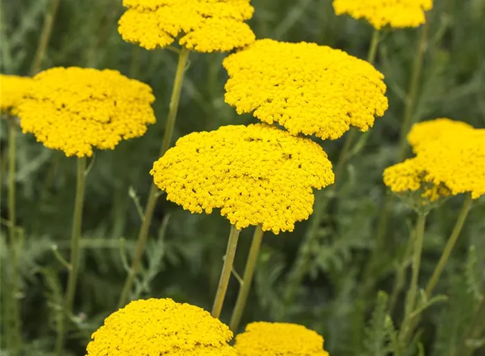 Hohe Garten-Gold-Garbe 'Parker'