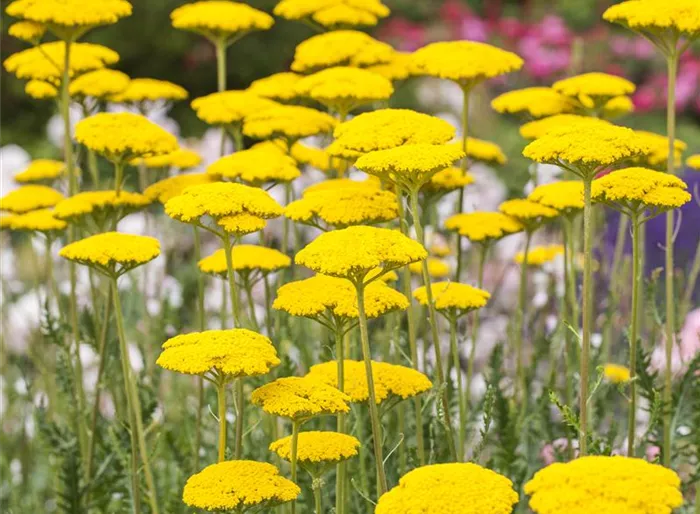 Hohe Garten-Gold-Garbe 'Cloth Of Gold'