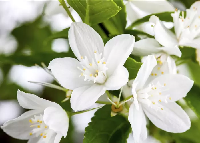 Deutzia gracilis
