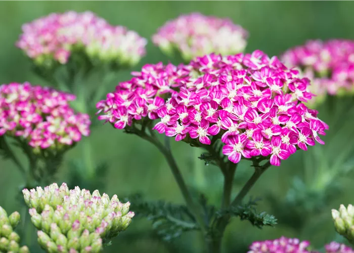 Achillea millefolium 'Cerise Queen'