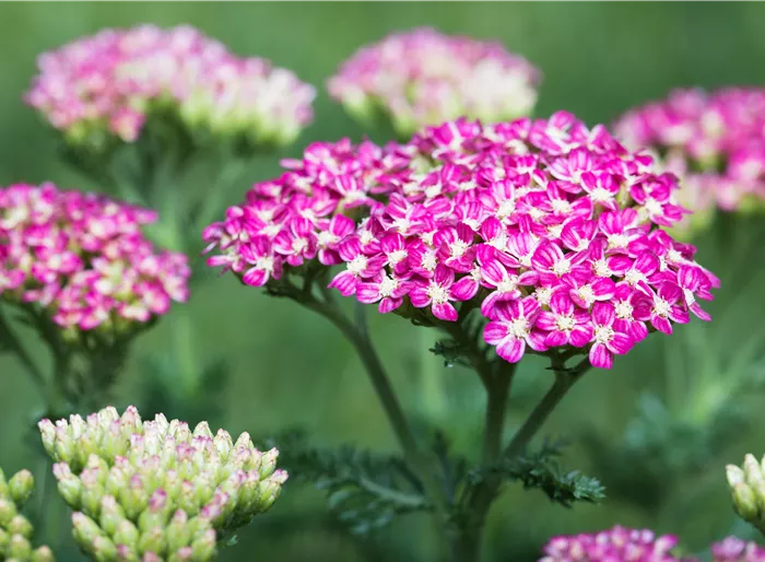Schafgarbe 'Cerise Queen'