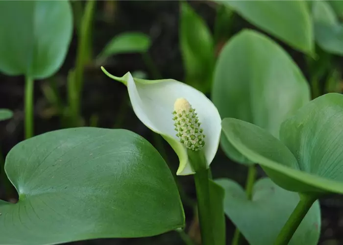 Calla palustris