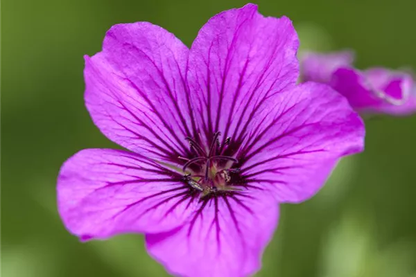 Garten-Storchschnabel 'Patricia'
