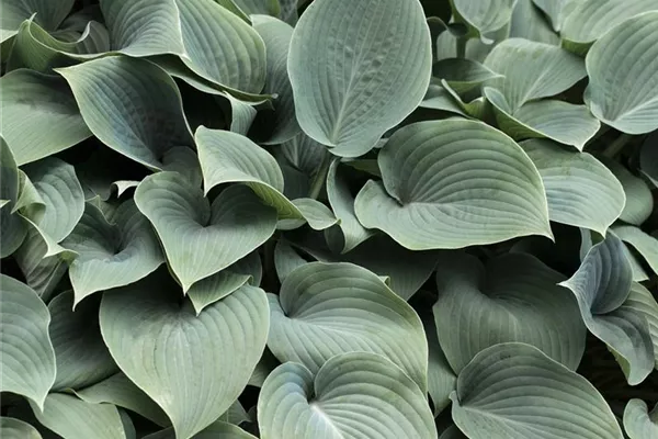 Große Blaublatt-Garten-Funkie 'Elegans'
