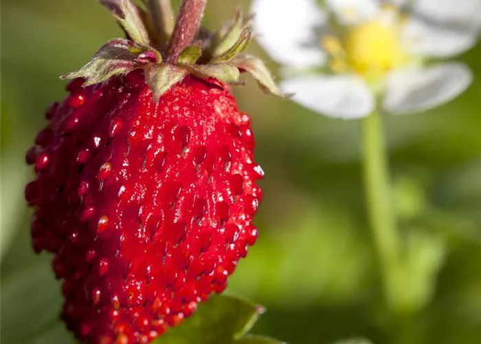 Fragaria vesca var.semperfl.'Rügen'
