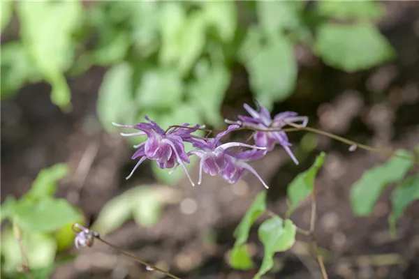 Großblütige Garten-Elfenblume 'Lilafee'