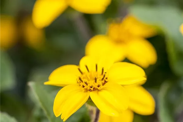 Garten-Goldkörbchen