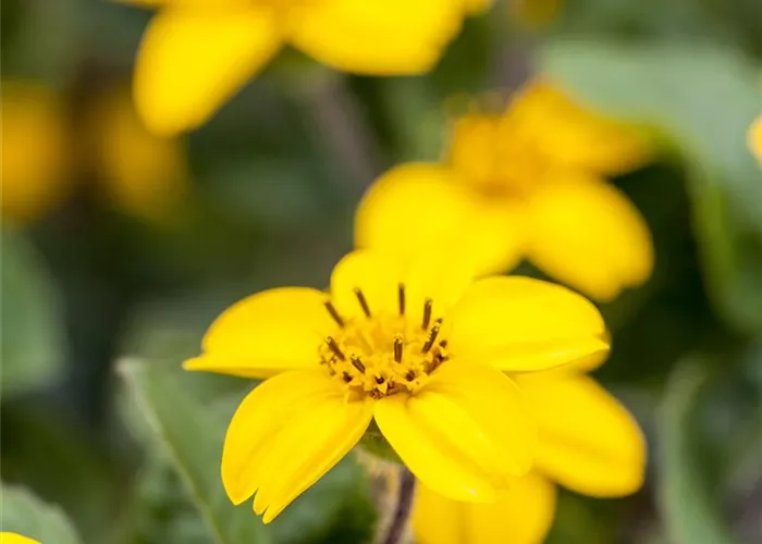 Chrysogonum virginianum 'Andre Viette'