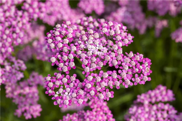 Schafgarbe 'Lilac Beauty'
