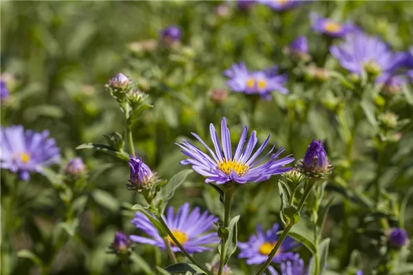 Garten-Sommer-Aster 'Sternkugel'