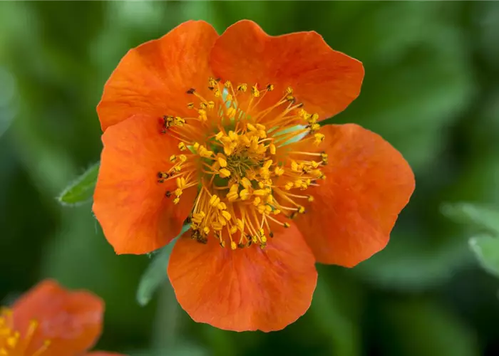 Geum coccineum 'Borisii'