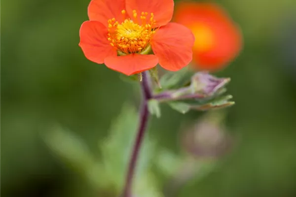 Rotblühende Nelkenwurz 'Koi'