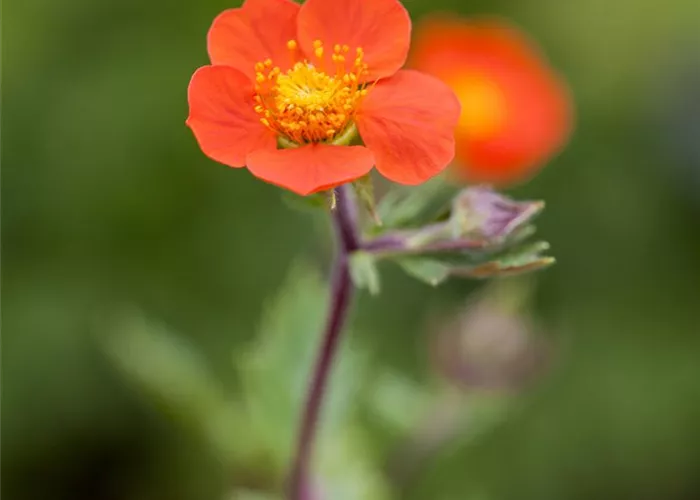 Geum coccineum 'Koi'