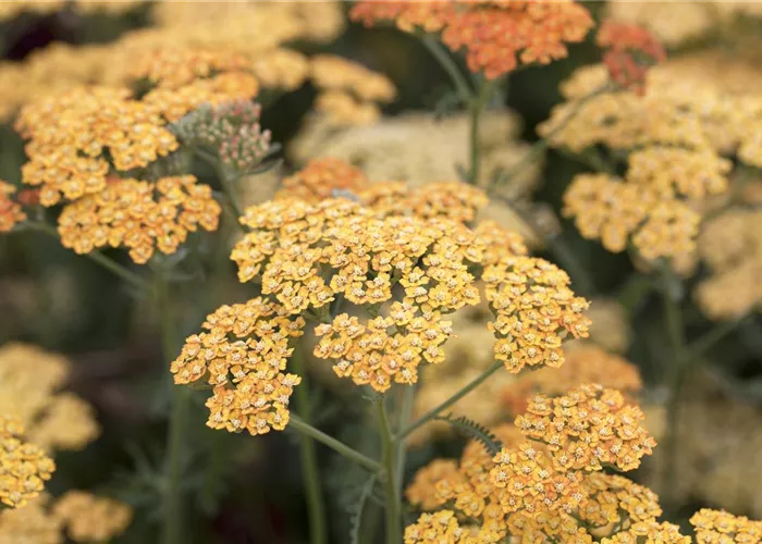 Achillea millefolium 'Terracotta'