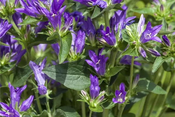 Garten-Knäuel-Glockenblume 'Acaulis'