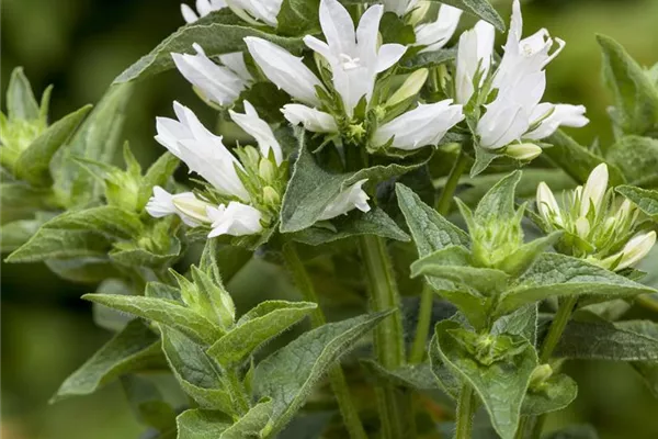 Garten-Knäuel-Glockenblume 'Alba'