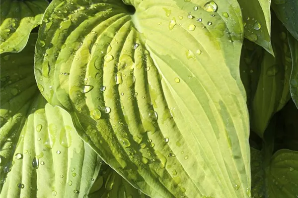 Duftende Garten-Lilien-Funkie 'Guacamole'