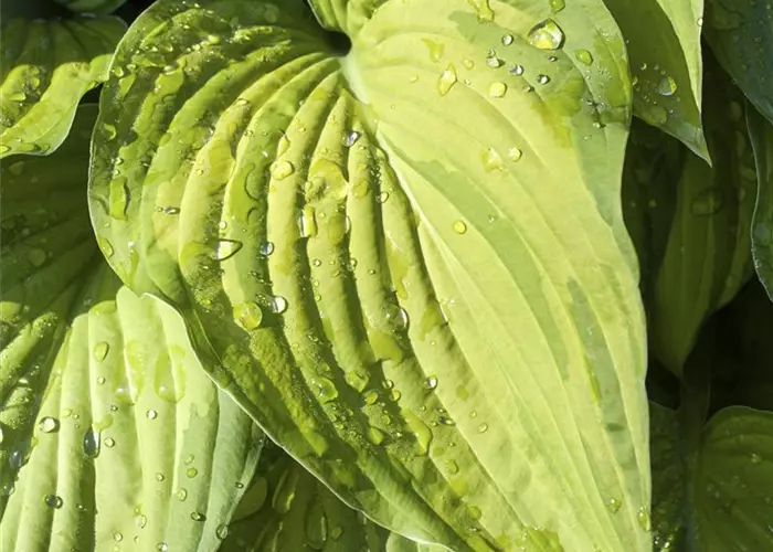 Hosta ventricosa