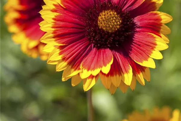 Großblumige Garten-Kokardenblume 'Arizona Sun'