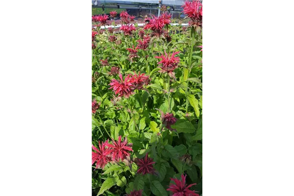 Garten-Indianernessel 'Gardenview Scarlet'