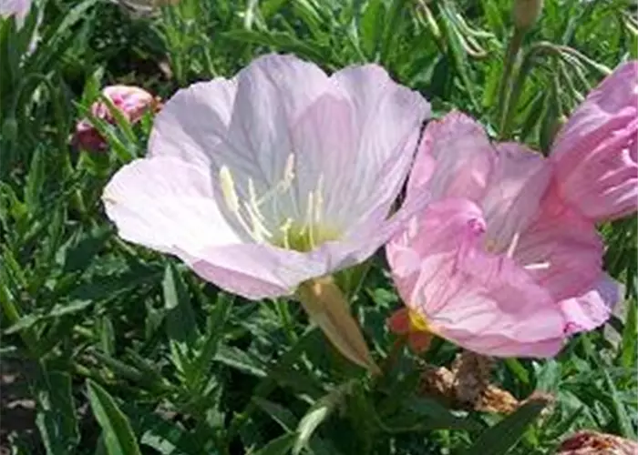 Oenothera speciosa 'Siskiyou Pink'