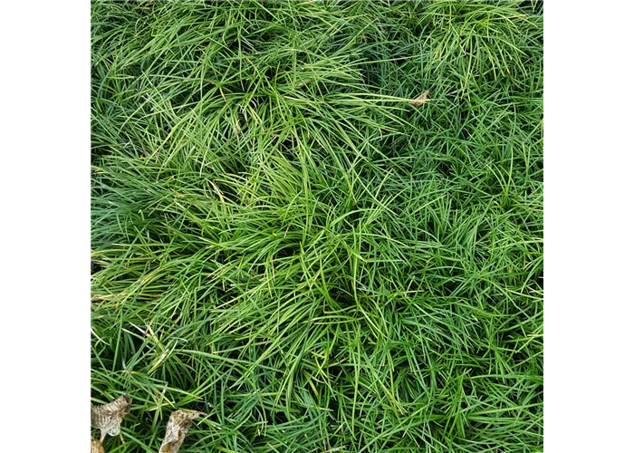 Ophiopogon japonicus