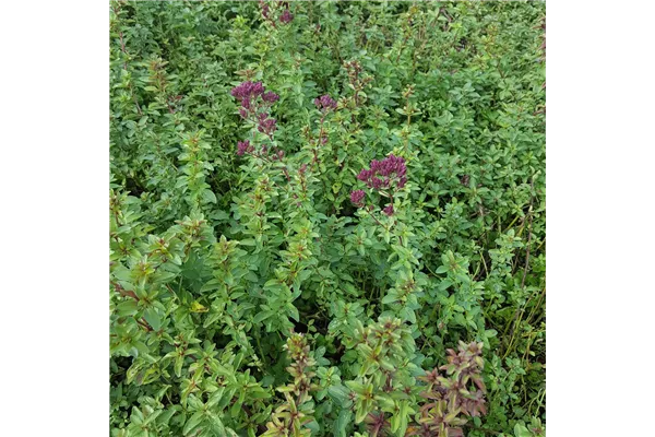 Garten-Blüten-Dost 'Herrenhausen'